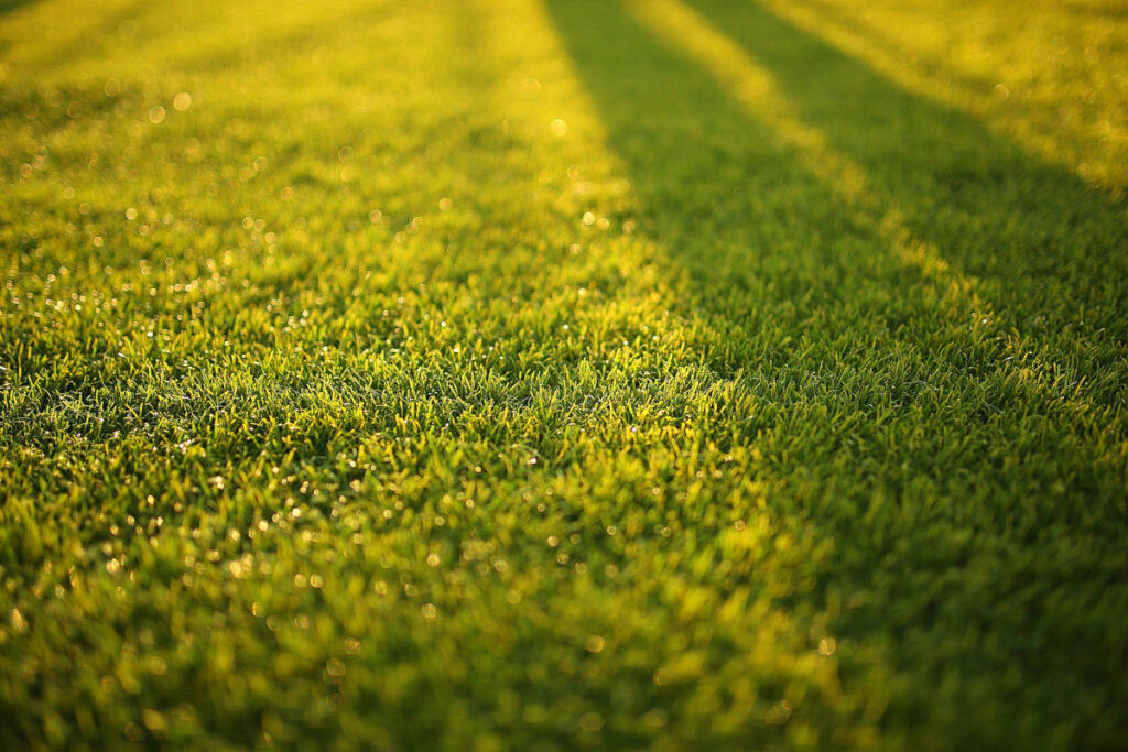 W jaki sposób zadbać o trawnik, by był soczysty i odporny na promienie słoneczne?